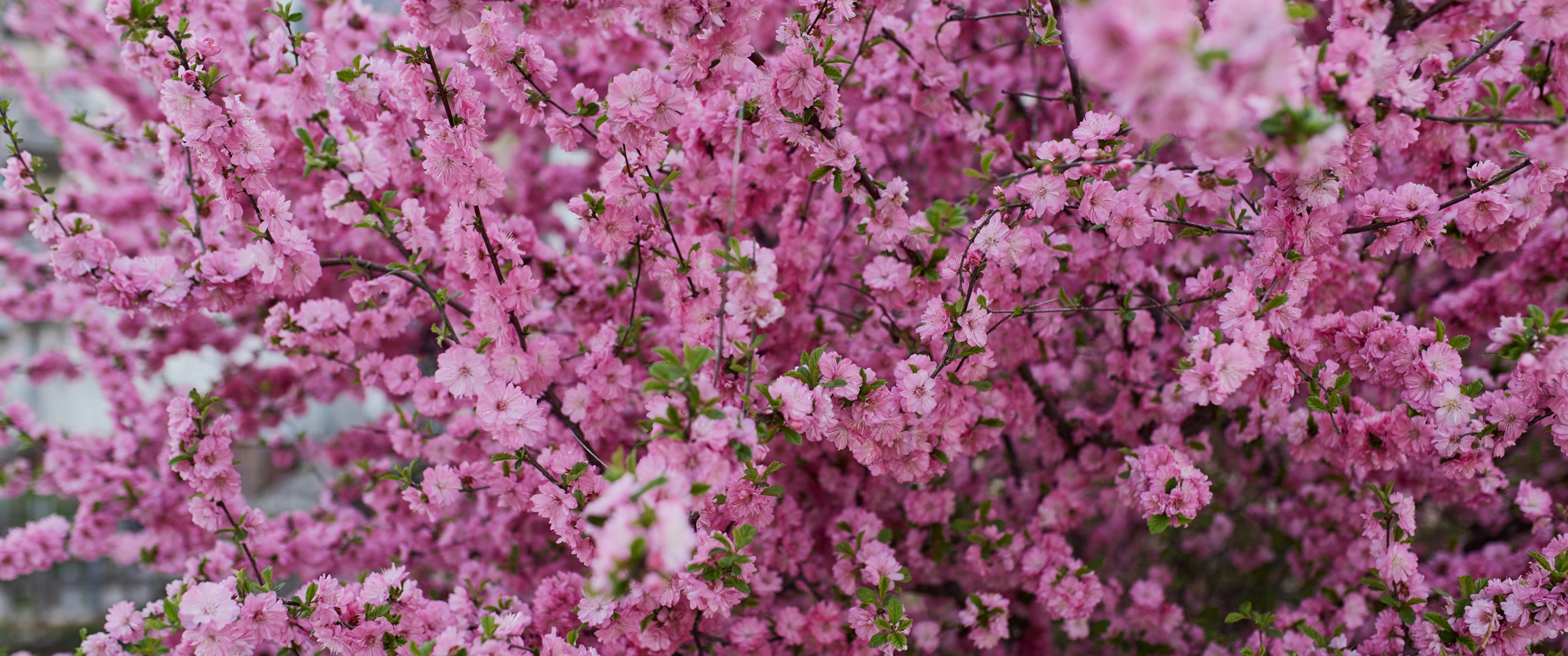 Pink cherry blossoms - UltraWide 21:9 wallpapers in 3440x1440 resolution