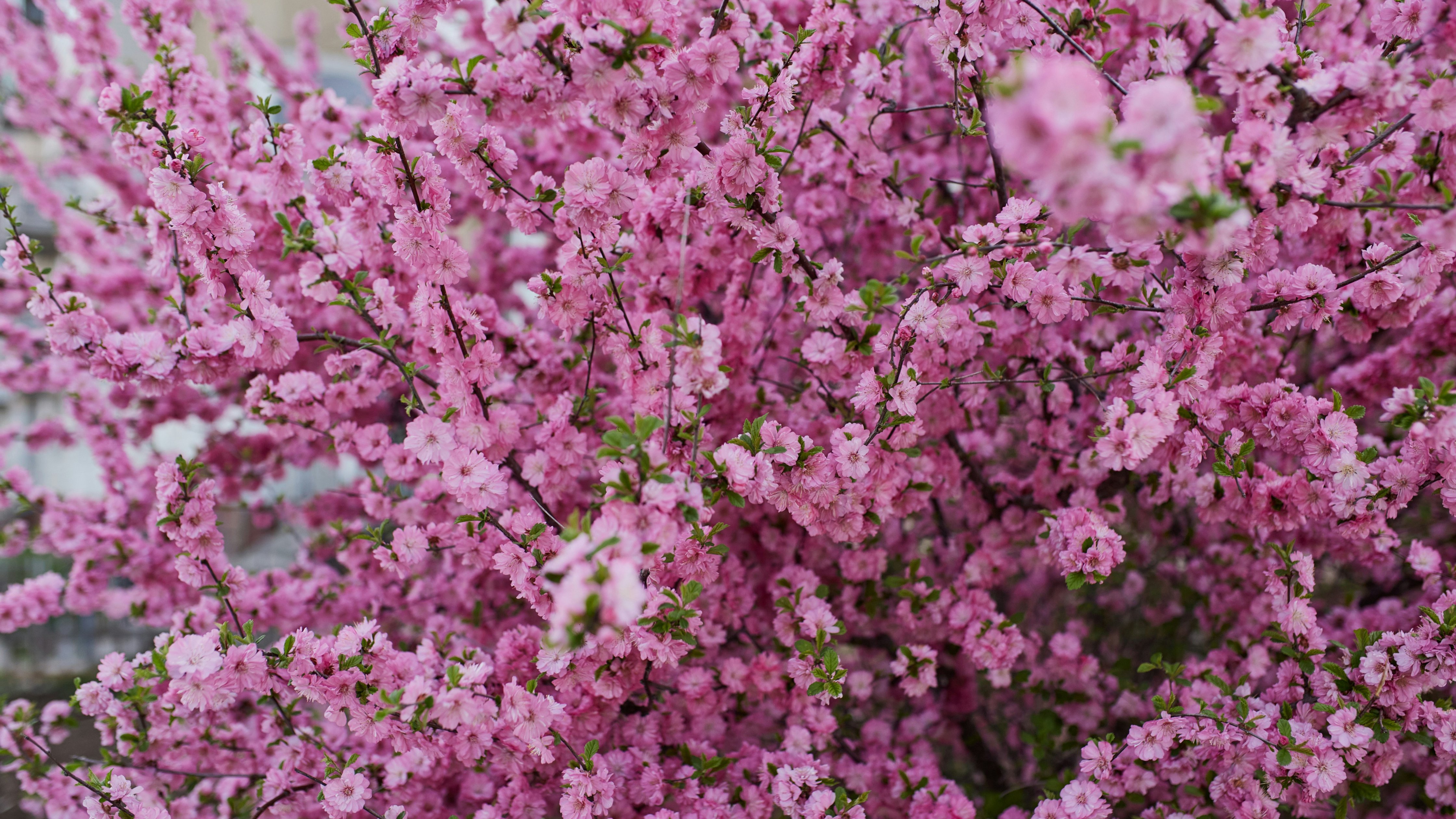 Pink cherry blossoms - Wallpapers for Apple iMac 24″ in 4480x2520 resolution