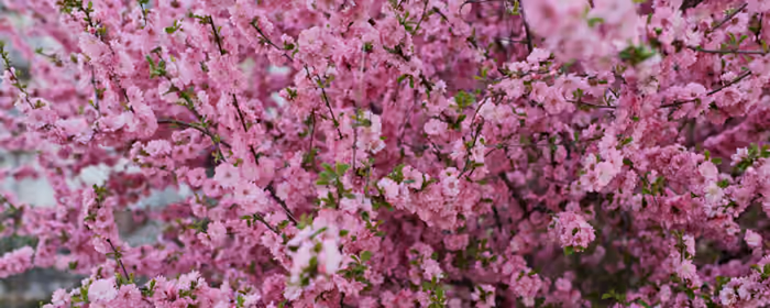 Nature wallpapers: cherry blossoms, sakura, cluster, spring