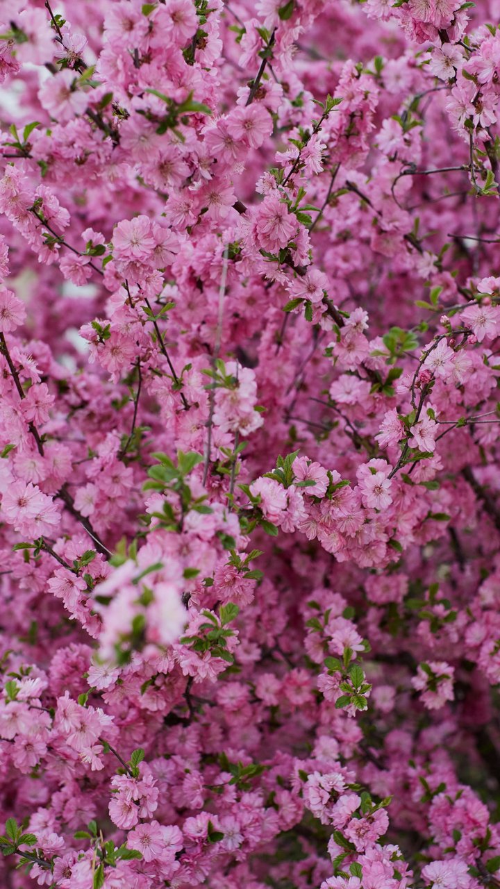Pink cherry blossoms - Wallpapers for Samsung/LG in 720x1280 resolution