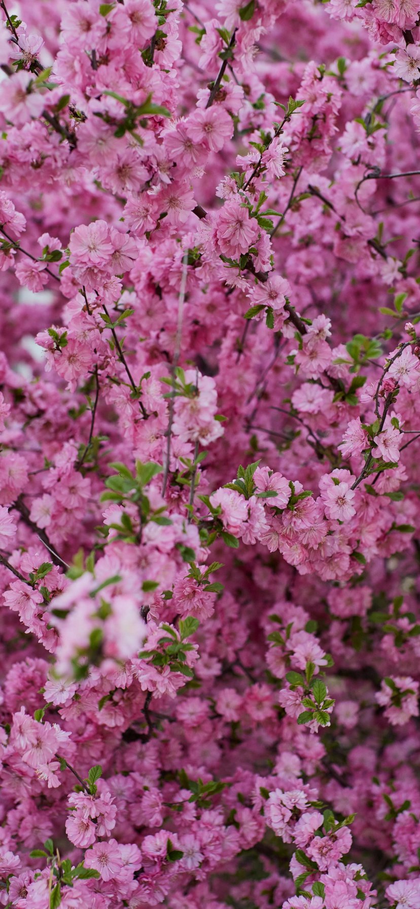 Pink cherry blossoms - Wallpapers for iPhone 11/XR in 828x1792 resolution