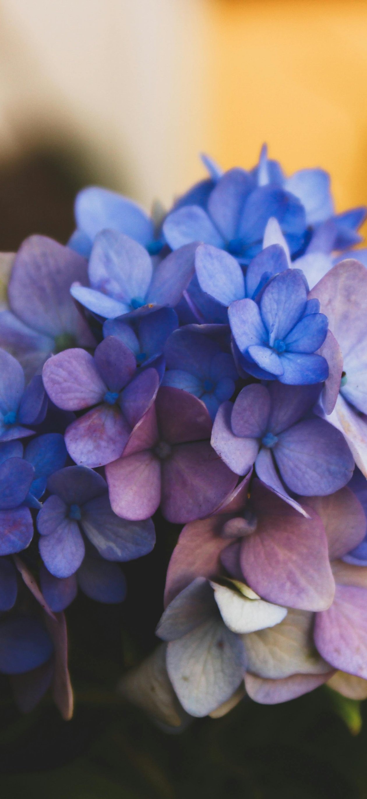 Blue hydrangea in the garden - Wallpapers for iPhone Air in 1260x2736 resolution