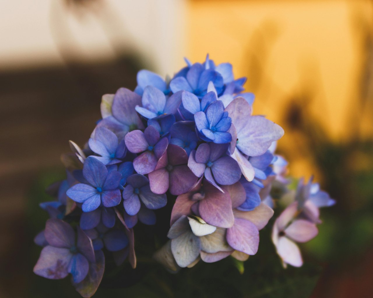 Blue hydrangea in the garden - SXGA wallpapers in 1280x1024 resolution
