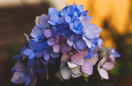 Nature wallpapers: hydrangea, flowers, macro, garden