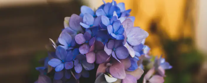 Nature wallpapers: hydrangea, flowers, macro, garden