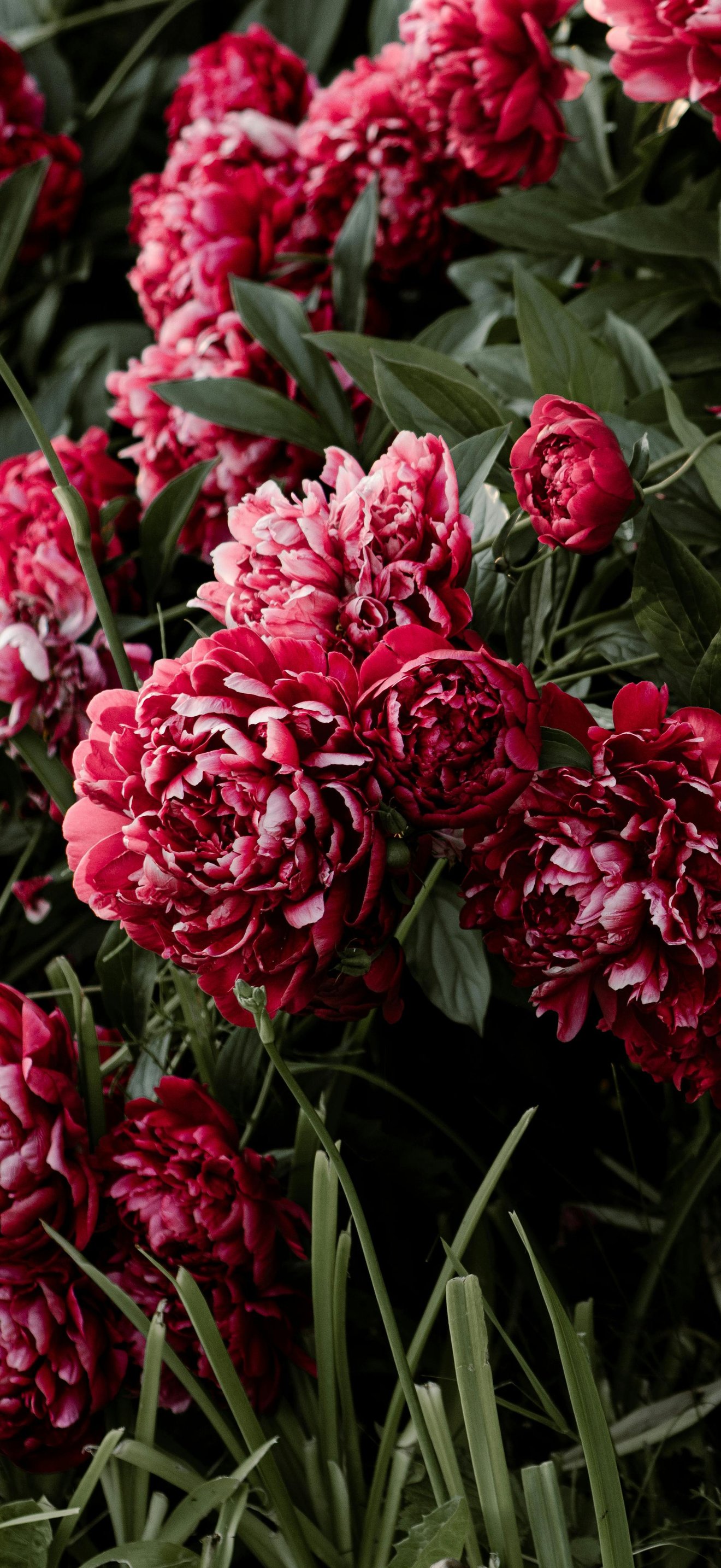 Red Peonies with Green Leaves - Wallpapers for iPhone 18 Pro Max/17 Pro Max/16 Pro Max in 1320x2868 resolution
