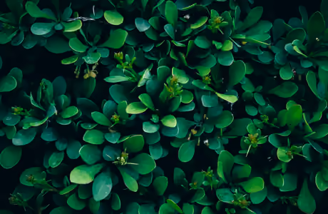 Nature wallpapers: leaves, bush, green wall, greenery
