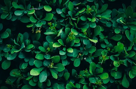 Nature wallpapers: leaves, bush, green wall, greenery