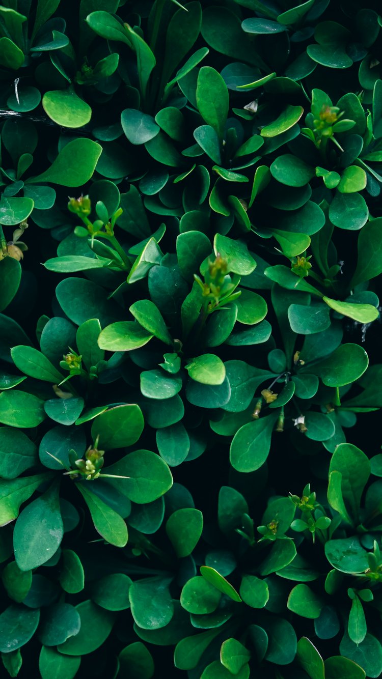 Shrubs for hedges - Wallpapers for iPhone 6/6S/7/8/SE2/SE3 in 750x1334 resolution