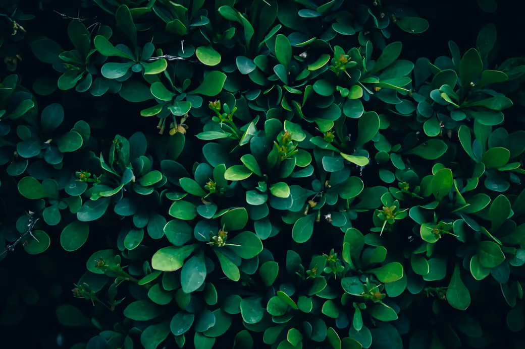 Shrubs for hedges - Wallpapers for Apple MacBook 12″ in 2304x1440 resolution