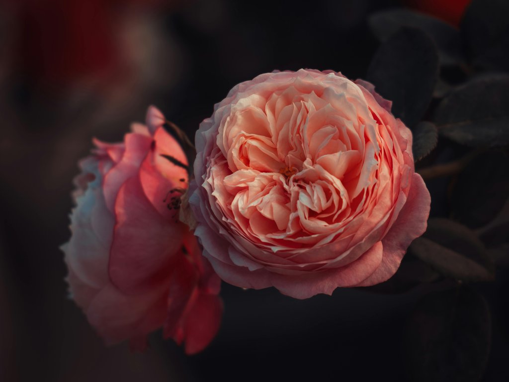 Delicate pink rose - XVGA wallpapers in 1024x768 resolution