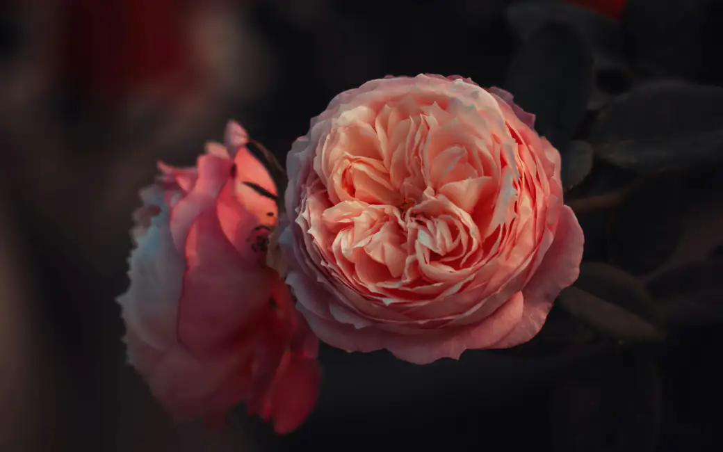 Delicate pink rose — desktop and phone wallpaper, free download