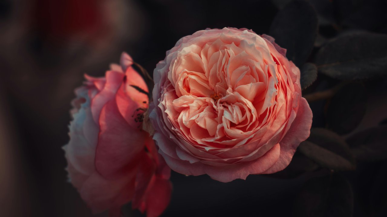 Delicate pink rose - HDV 720p wallpapers in 1280x720 resolution