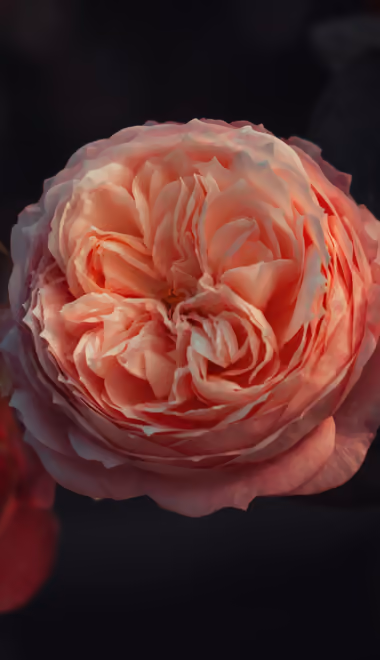 Nature wallpapers: roses, flowers, summer, close-up