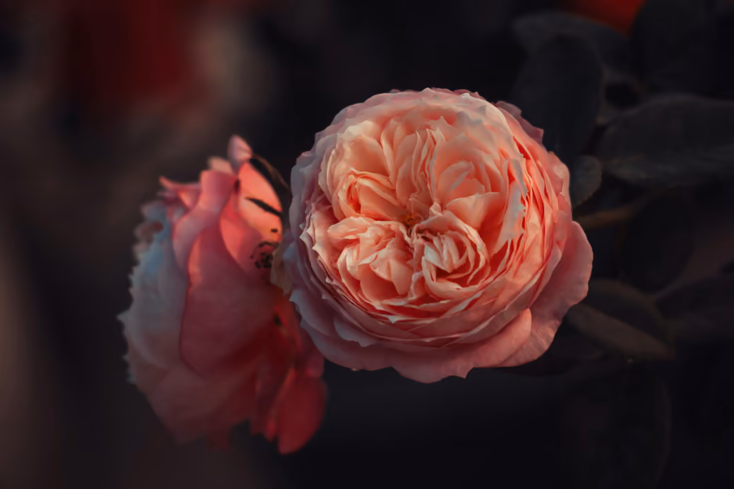 Delicate pink rose - 5K2K UltraWide 21:9 wallpapers in 5120x2160 resolution