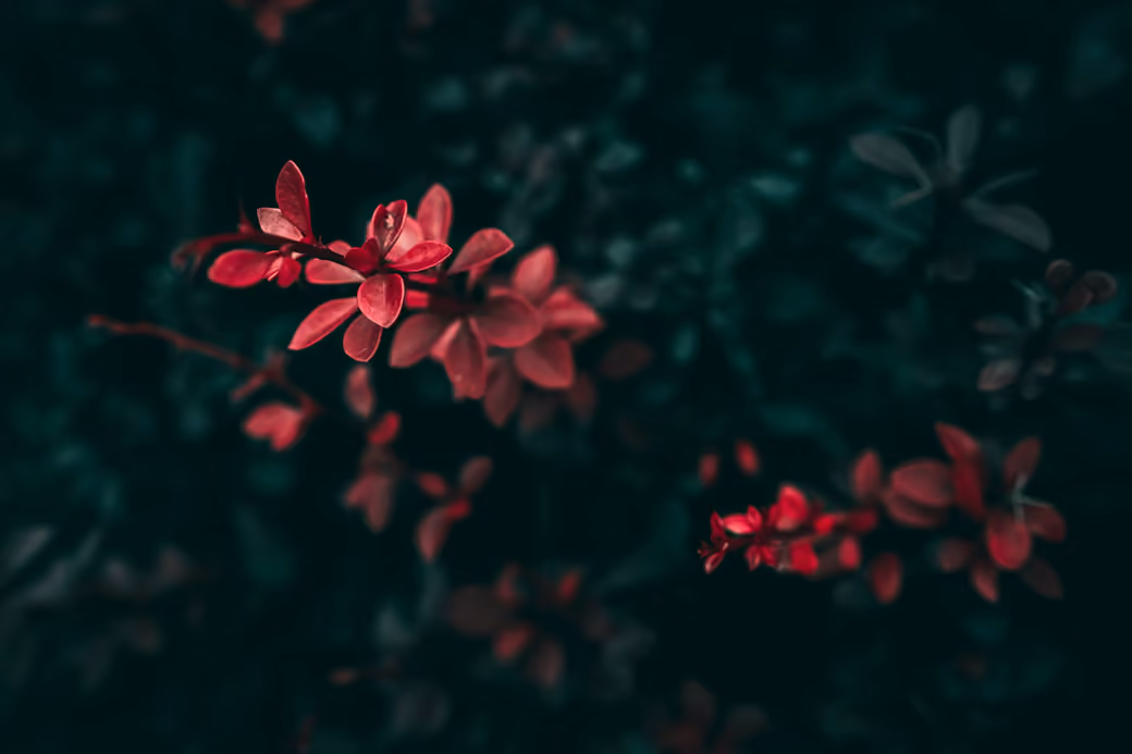 Red leaves on dark shrub — desktop and phone wallpaper, free download