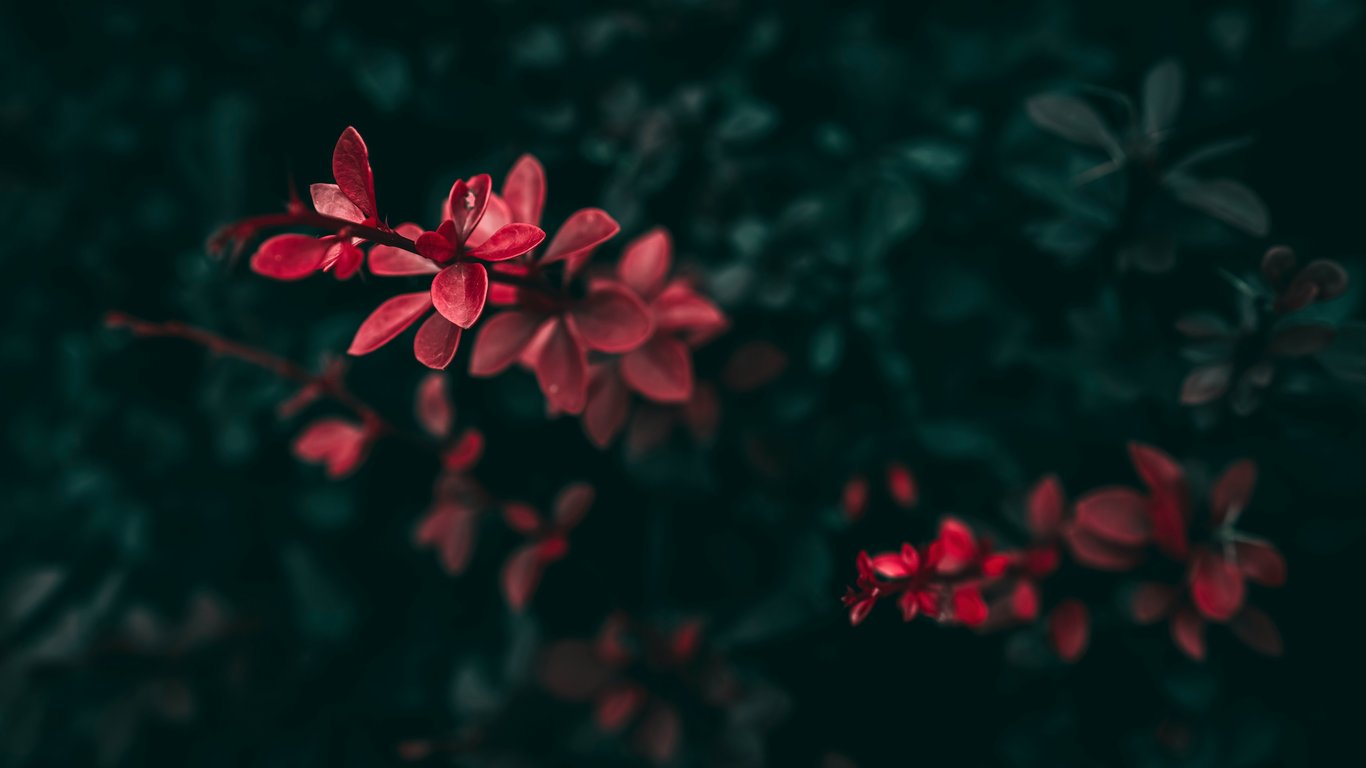 Red leaves on dark shrub - Laptop Wallpapers in 1366x768 resolution