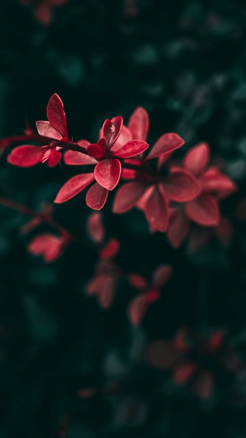 Red leaves on dark shrub - Wallpapers for Nokia, Samsung in 360x640 resolution