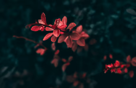 Nature wallpapers: flowers, leaves, bush, branch