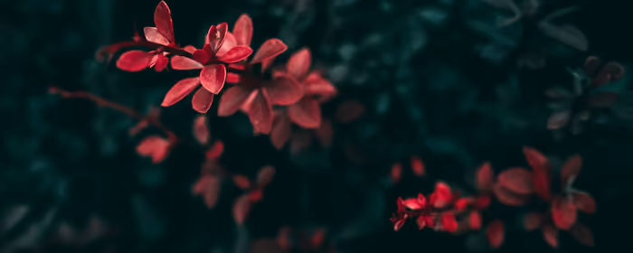 Nature wallpapers: flowers, leaves, bush, branch