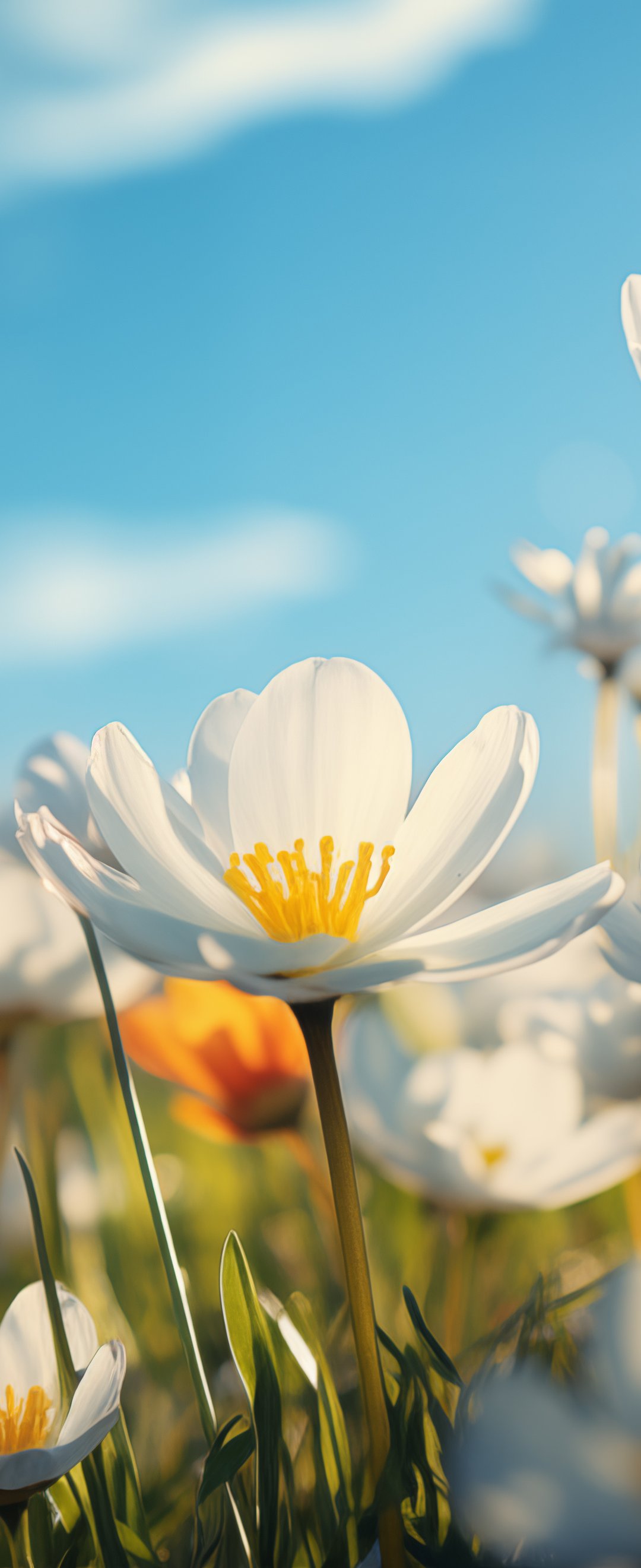 Wildflowers in summer - Wallpapers for Samsung Galaxy Z Flip6, Motorola Razr 2025 in 1080x2640 resolution