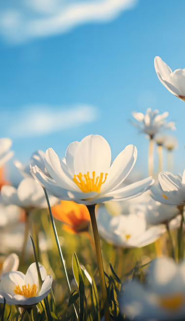 Nature wallpapers: flowers, field, grass, sunshine