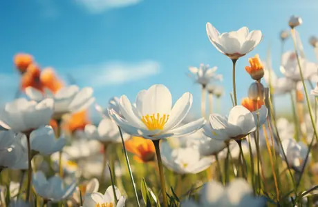 Nature wallpapers: flowers, field, grass, sunshine