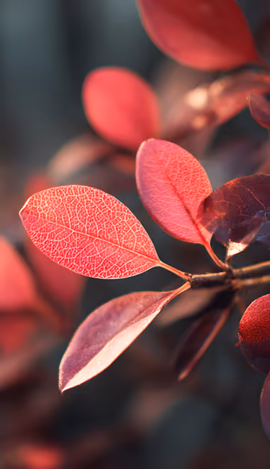 Nature wallpapers: leaves, branch, trees, morning