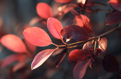 Nature wallpapers: leaves, branch, trees, morning