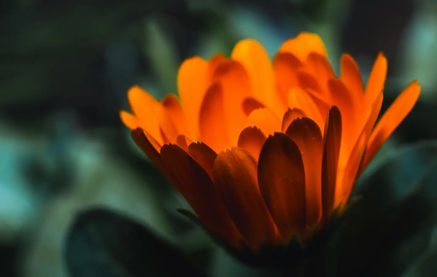 Orange Calendula — desktop and phone wallpaper, free download