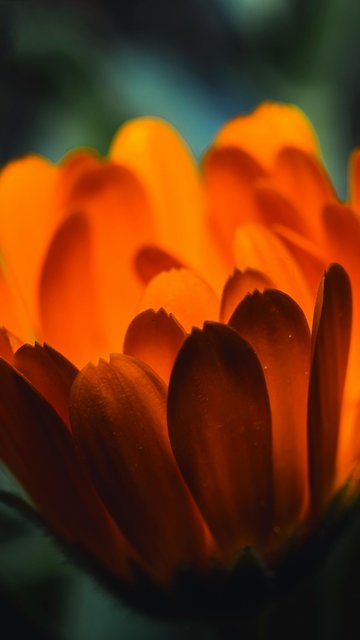 Orange Calendula - Wallpapers for Nokia, Samsung in 360x640 resolution