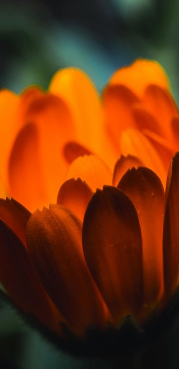 Orange Calendula - Wallpapers for Samsung in 360x740 resolution