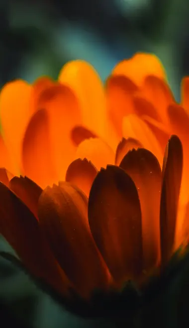 Wallpapers for iPhone 17 Pro/17/16 Pro (1206x2622): marigold, flowers, petals, summer