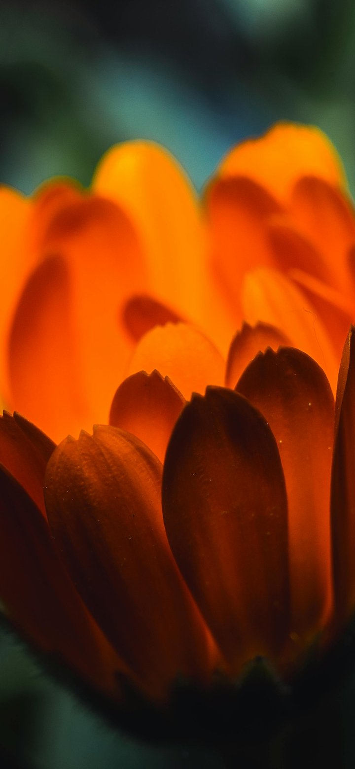 Orange Calendula - Wallpapers for Samsung Galaxy A11/A20e/A20/M11, Xiaomi Redmi 9A/9C, POCO C40 in 720x1560 resolution