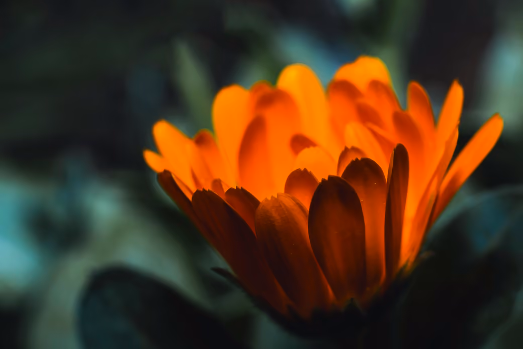 Orange Calendula - Wallpapers for iPad Pro 11″ in 2388x2388 resolution
