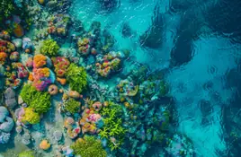 Corals - wallpapers collection