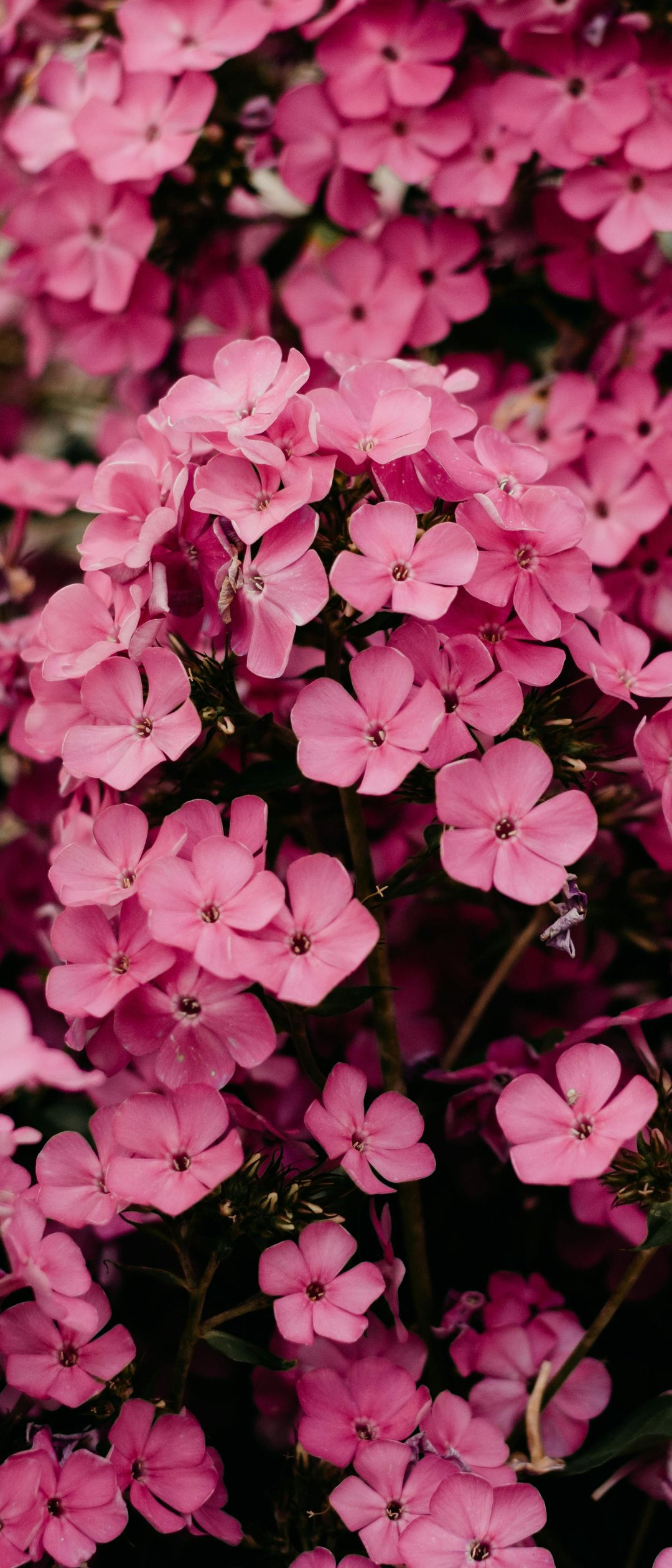 Pink phlox flowers - Wallpapers for Samsung Galaxy Z Flip7, Sony Xperia 5 II/5 III/5 V/10 IV/10 V, Xiaomi Mix Fold 3 in 1080x2520 resolution