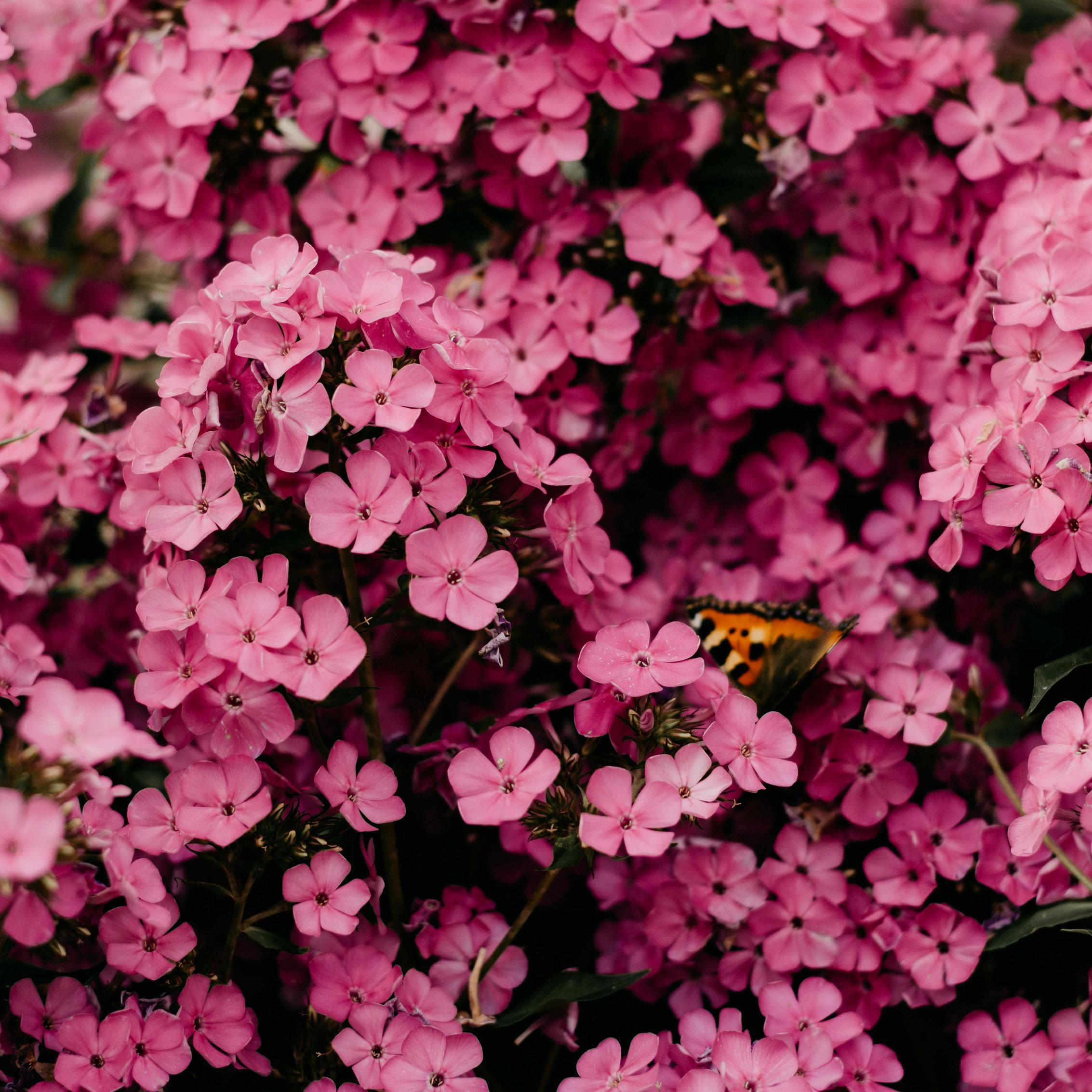 Pink phlox flowers - Wallpapers for iPad mini 8.3″ in 2266x2266 resolution
