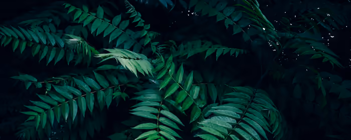 UltraWide 32:9 wallpapers (3840x1080): fern, bush, forest, leaves