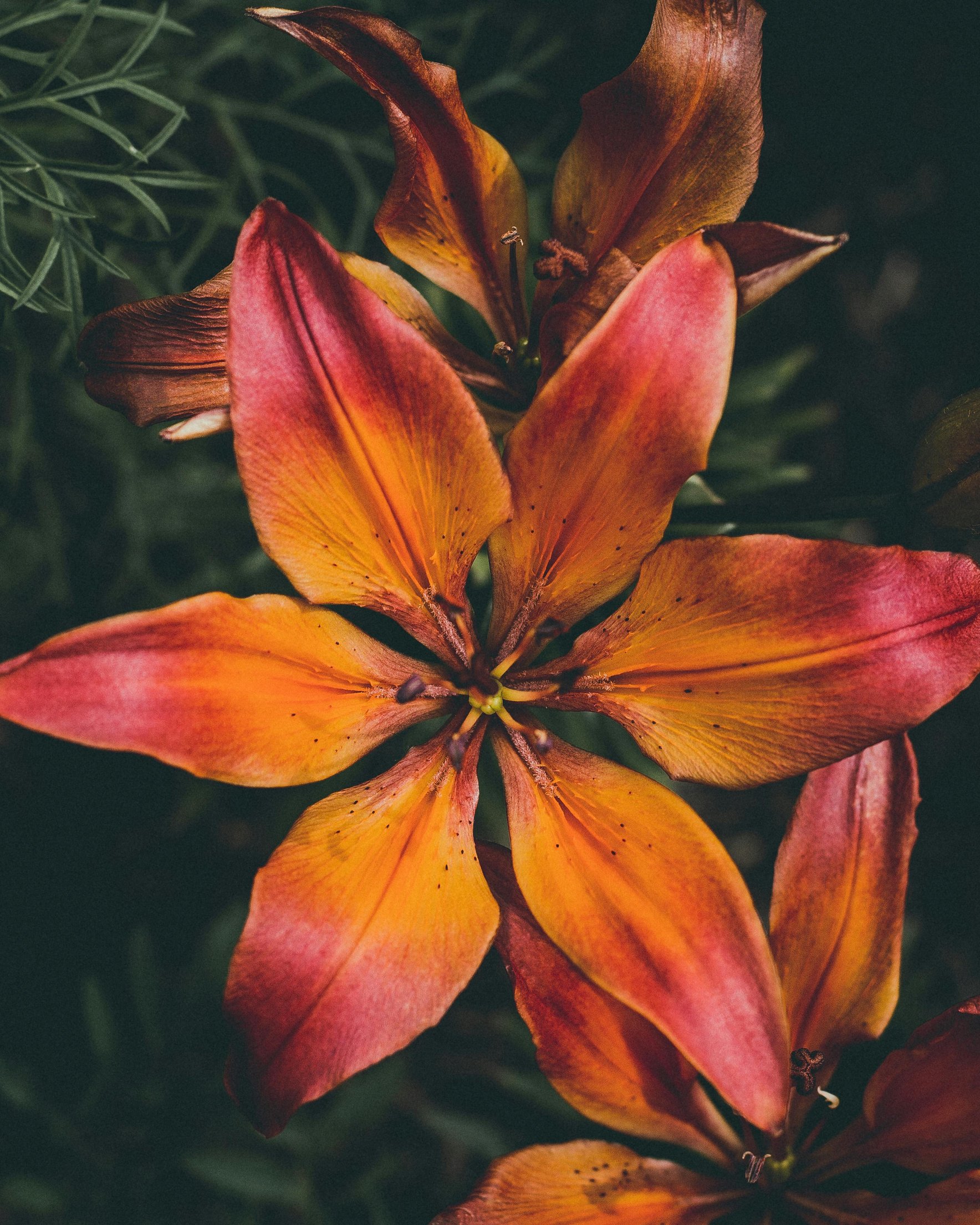 Red and orange Tiger Lily - Wallpapers for Samsung Galaxy Z Fold 2/3 in 1768x2208 resolution