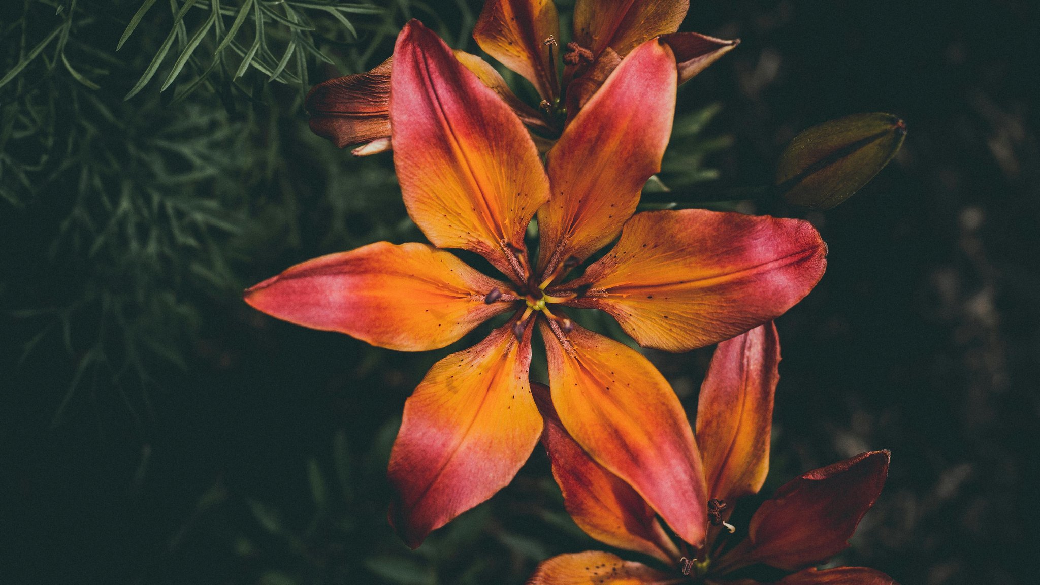Red and orange Tiger Lily - QWXGA wallpapers in 2048x1152 resolution