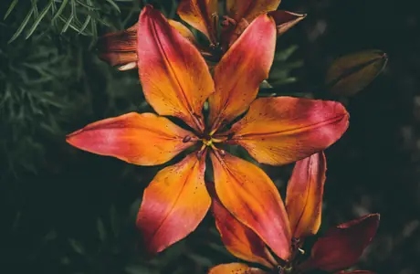 Nature wallpapers: lily, flowers, petals, blossom