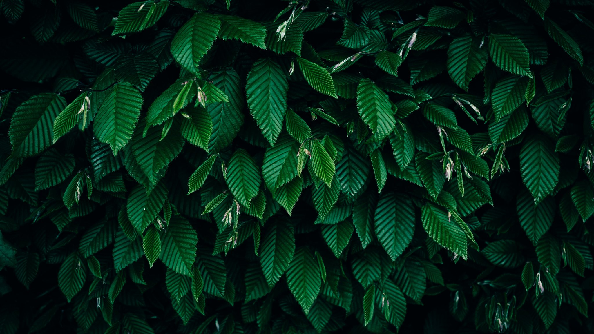 Dense bushes with green leaves - QWXGA wallpapers in 2048x1152 resolution