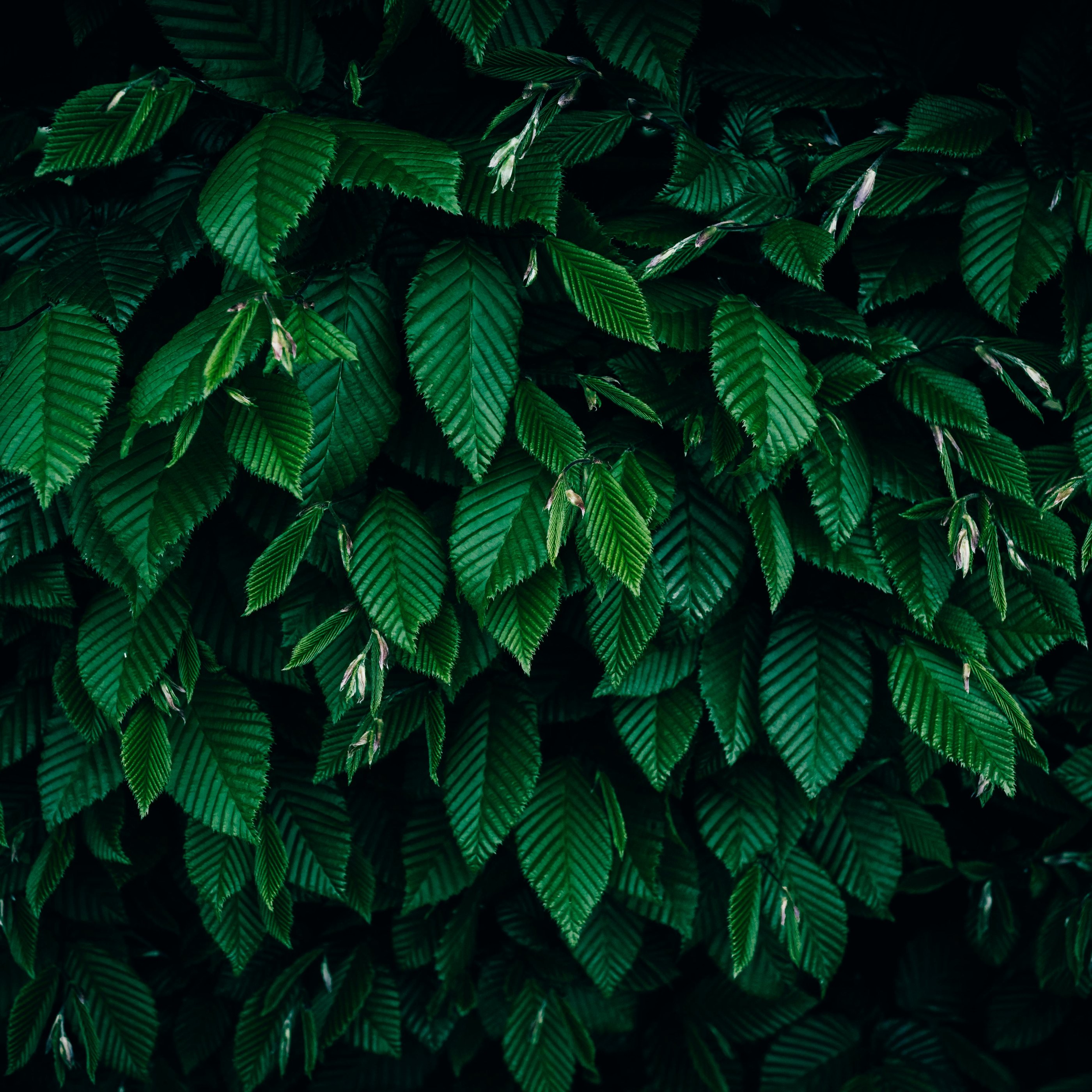Dense bushes with green leaves - Wallpapers for Samsung Galaxy Tab S9+ in 2800x2800 resolution