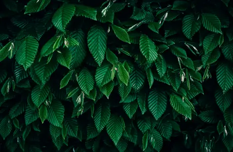 Nature wallpapers: leaves, bush, greenery, texture