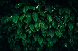 Leaves - wallpapers collection