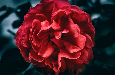 Nature wallpapers: roses, flowers, petals, drops