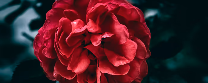 Nature wallpapers: roses, flowers, petals, drops