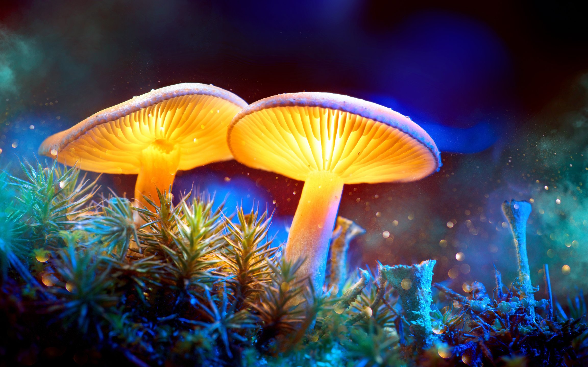 Glowing forest mushrooms at night - Wallpapers for Apple MacBook 12″ in 2304x1440 resolution