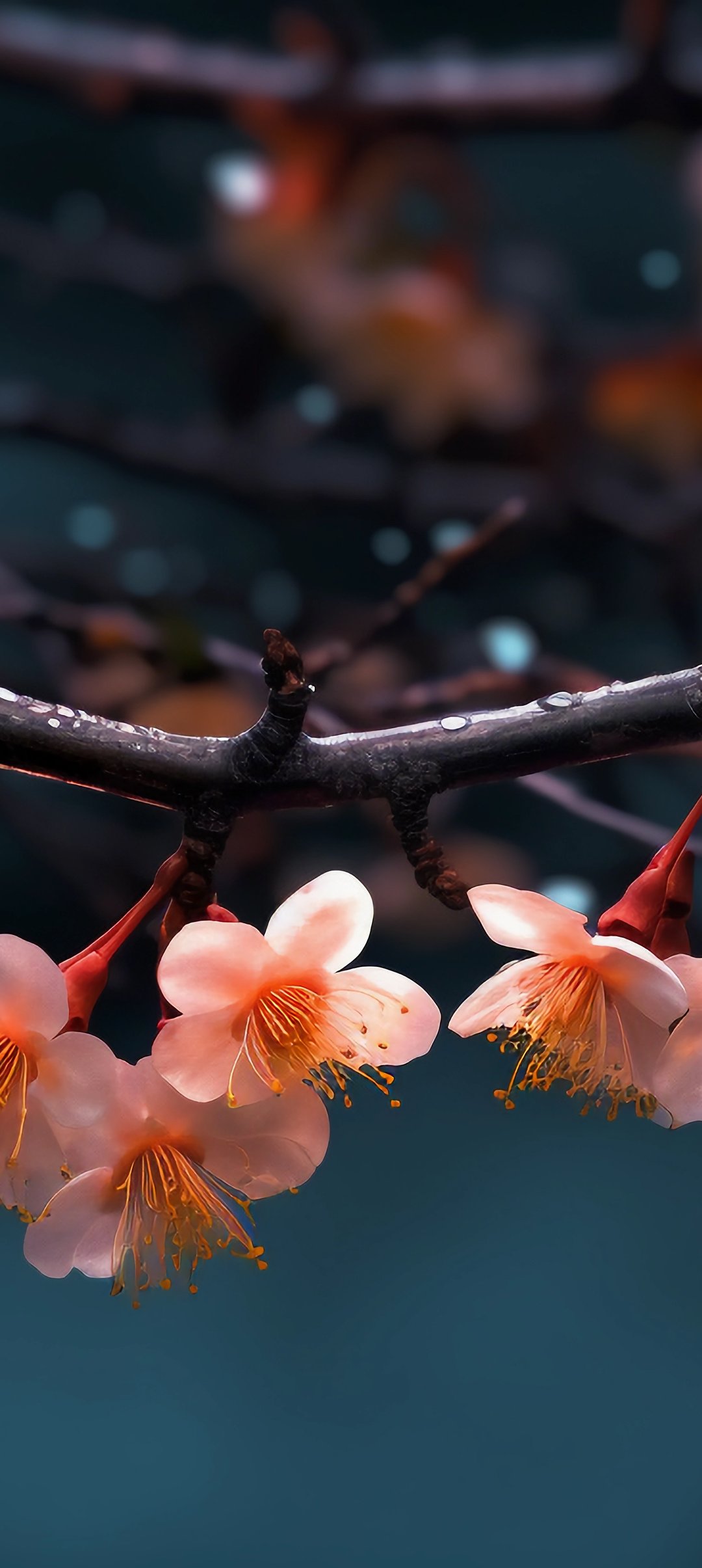 Cherry blossoms on a branch - Wallpapers for Samsung Galaxy A13/A14/A53, Realme 12 Pro 5G, POCO M5 in 1080x2408 resolution
